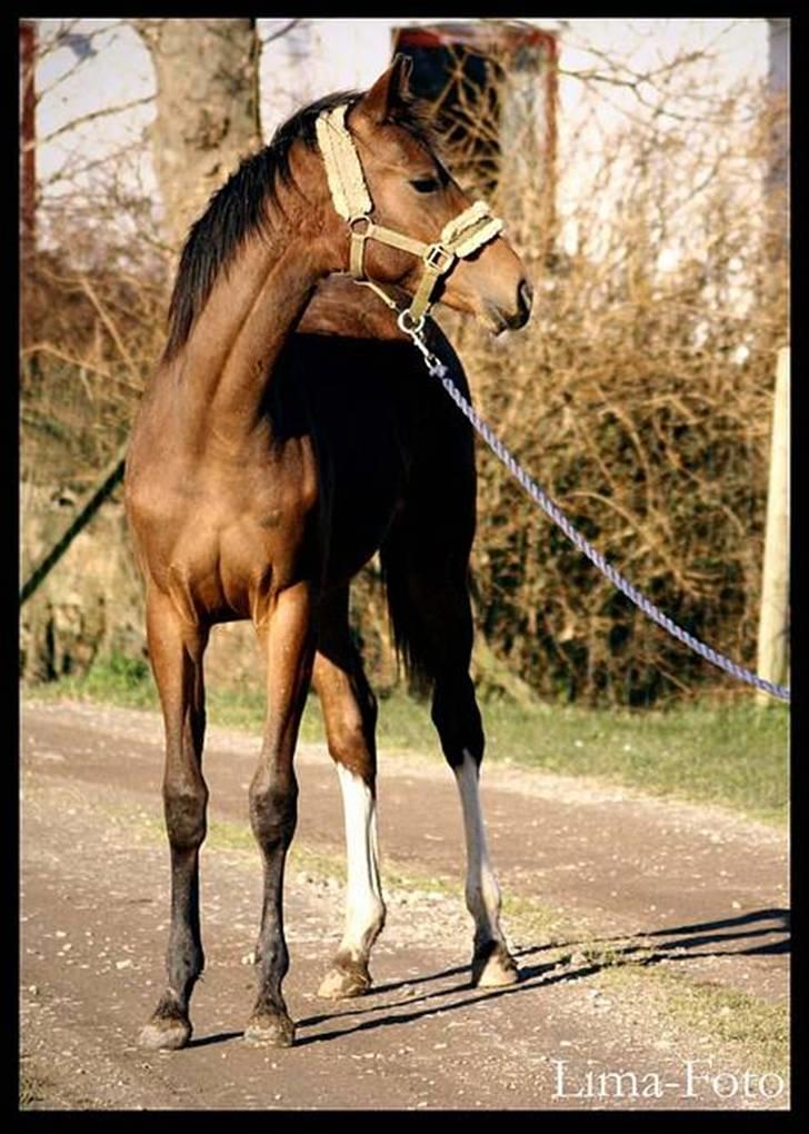 Dansk Varmblod Bailey Dé Light - Lima-Foto .. NIX PILLE ! billede 3