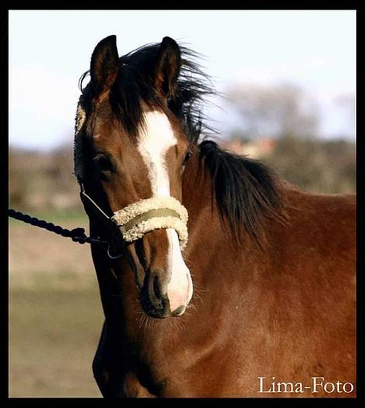 Dansk Varmblod Bailey Dé Light - Lima-Foto ..NIX PILLE ! billede 4