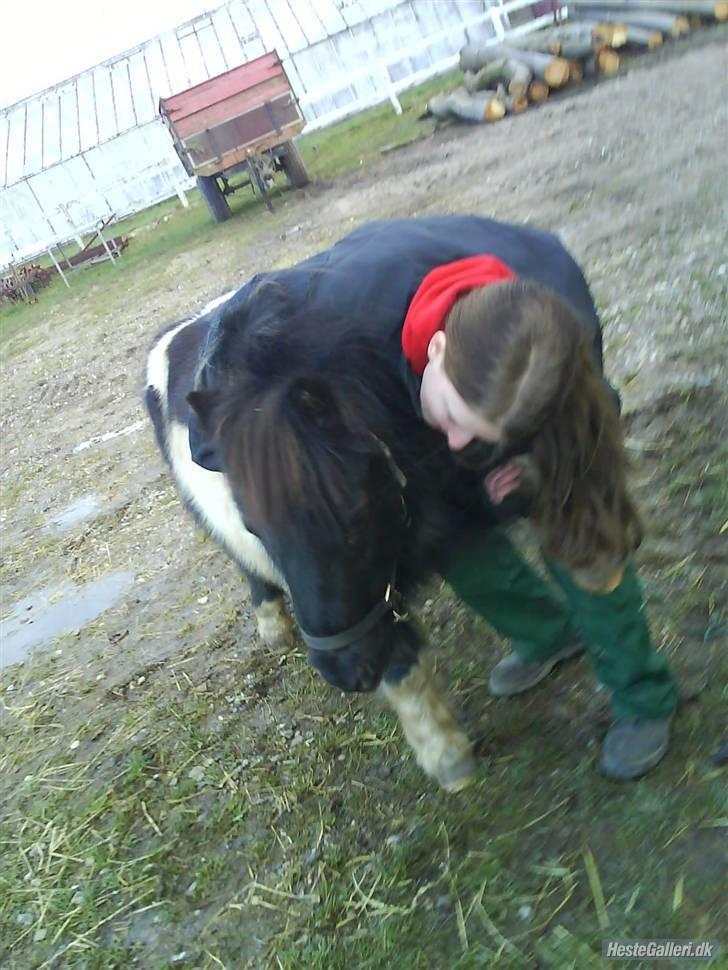 Shetlænder morris gl passer - mig og morris billede 14