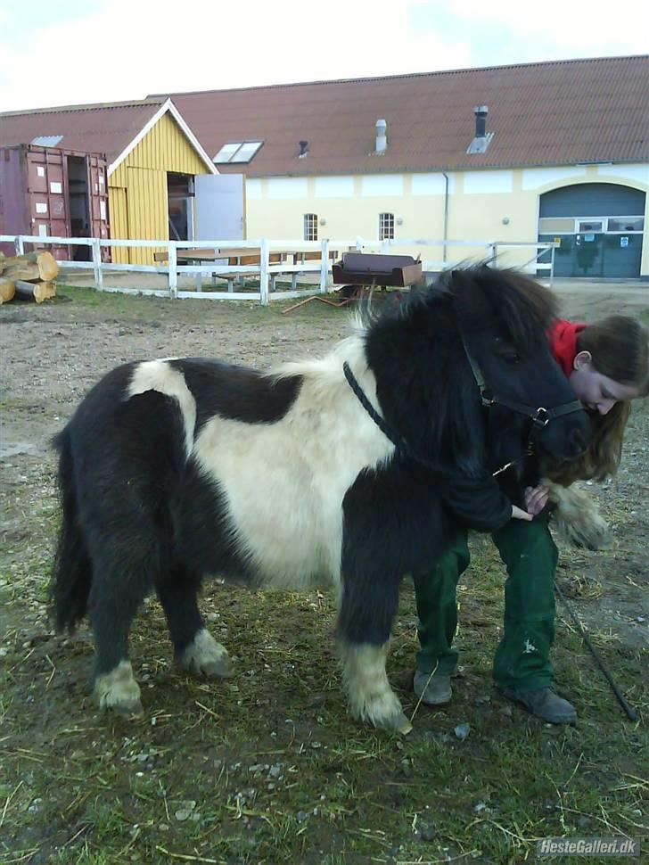 Shetlænder morris gl passer - tak for poten skatte mand. billede 15