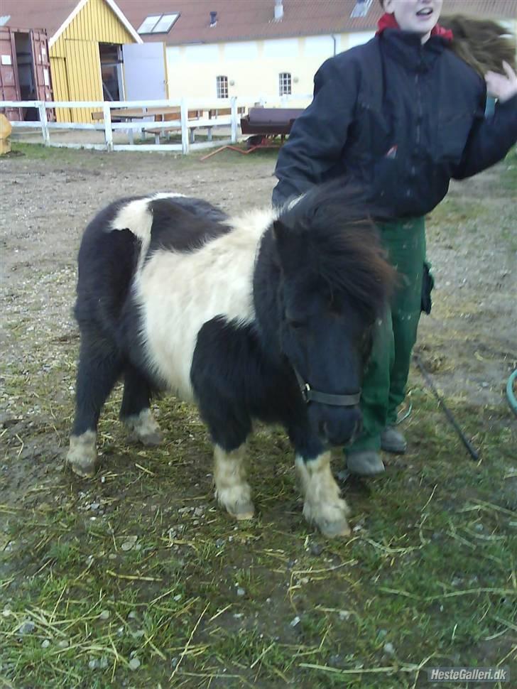 Shetlænder morris gl passer - minni pony billede 16