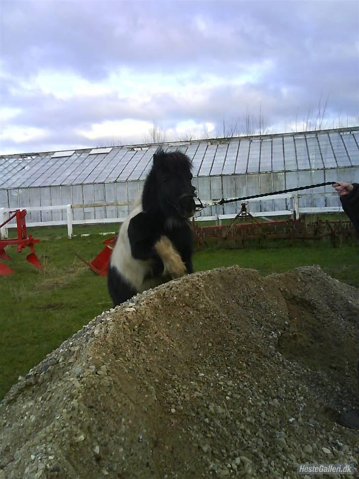 Shetlænder morris gl passer - oppe på sandet. billede 17