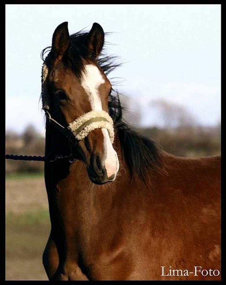 Dansk Varmblod Bailey Dé Light - Lima-Foto .. NIX PILLE ! billede 5