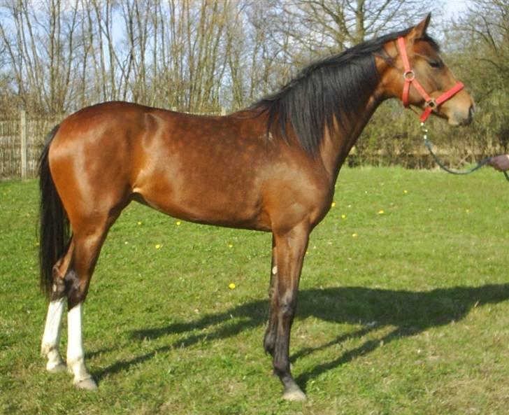 Dansk Varmblod Bailey Dé Light billede 6