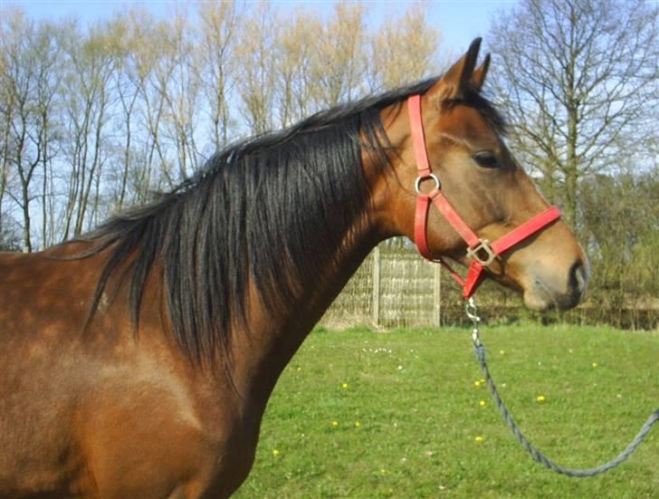 Dansk Varmblod Bailey Dé Light billede 7