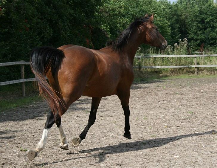 Dansk Varmblod Bailey Dé Light - Nyt. billede 8