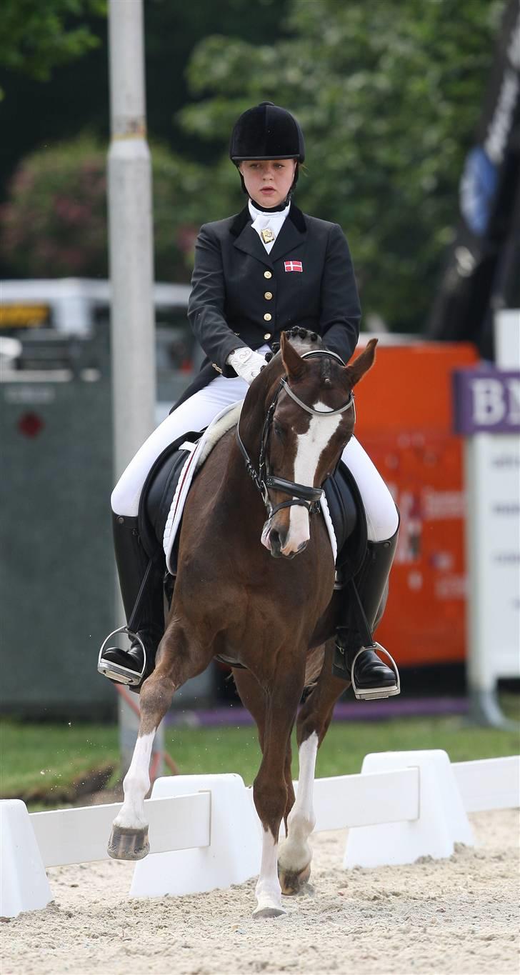 Hollandsk Sportspony Armando - SOLGT! - Versade :D billede 5