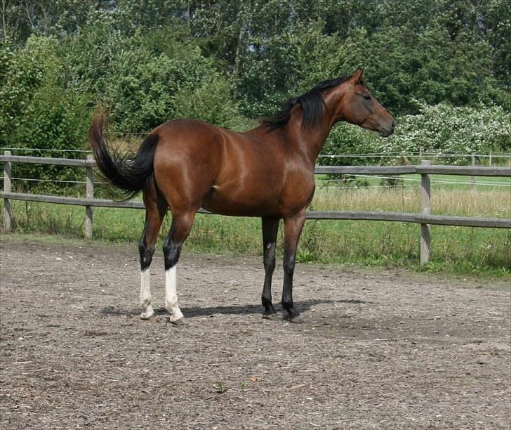 Dansk Varmblod Bailey Dé Light - Nyt. billede 9