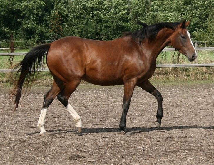 Dansk Varmblod Bailey Dé Light - Nyt. billede 10