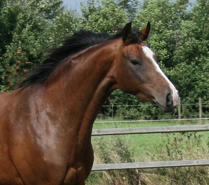 Dansk Varmblod Bailey Dé Light - Nyt. billede 11