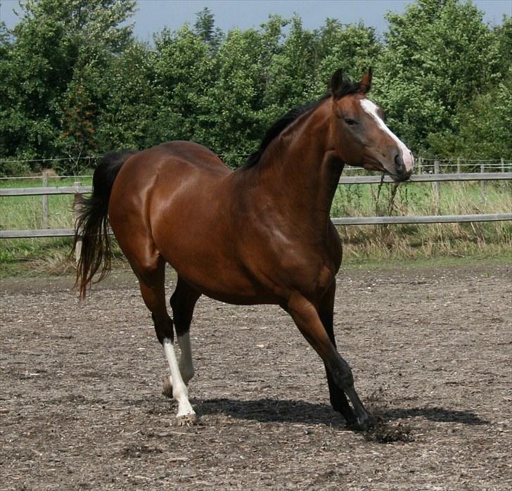 Dansk Varmblod Bailey Dé Light - Nyt. billede 12