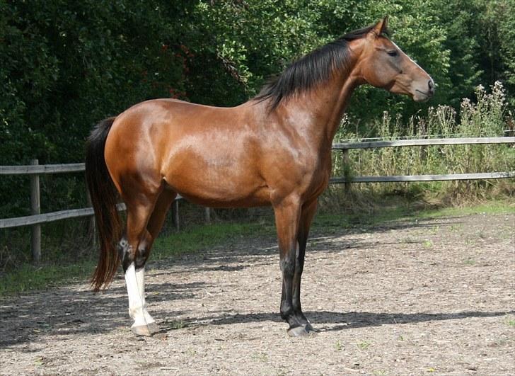 Dansk Varmblod Bailey Dé Light - Nyt. billede 13