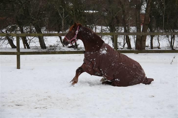 Anden særlig race Unique * Aflivet - R.I.P. billede 3
