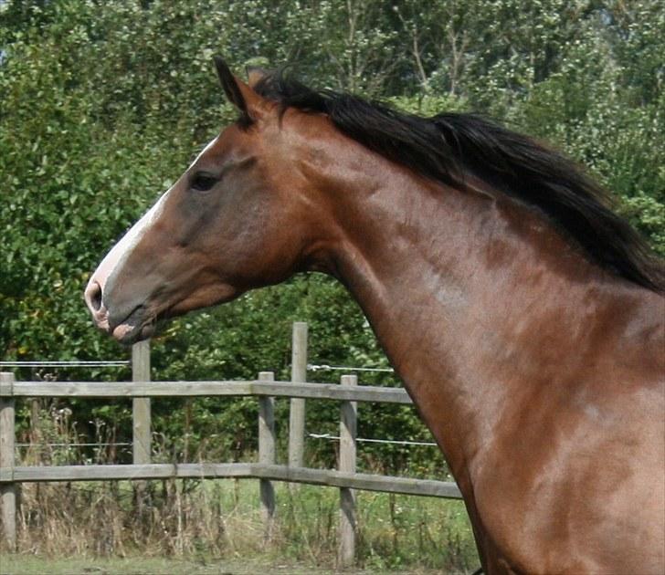 Dansk Varmblod Bailey Dé Light - Nyt. billede 14