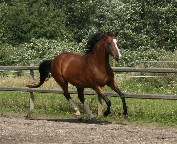 Dansk Varmblod Bailey Dé Light - Nyt. billede 15