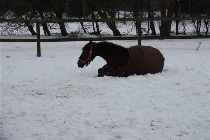 Anden særlig race Unique * Aflivet - R.I.P. billede 4
