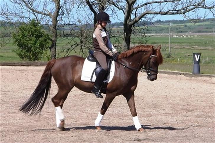 Anden særlig race Unique * Aflivet - R.I.P. billede 5