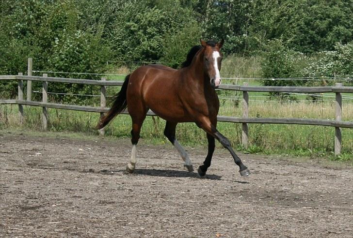 Dansk Varmblod Bailey Dé Light - Nyt. billede 16