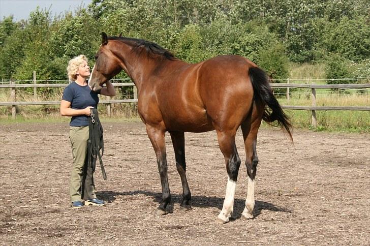 Dansk Varmblod Bailey Dé Light - Nyt. billede 17