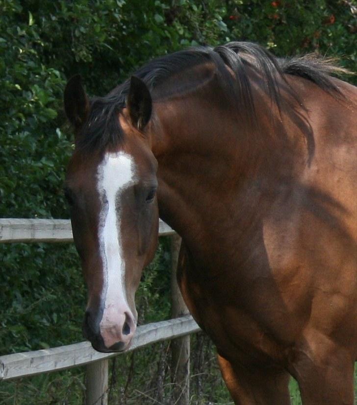 Dansk Varmblod Bailey Dé Light - Nyt. billede 18