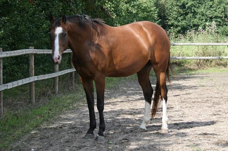 Dansk Varmblod Bailey Dé Light - Nyt. billede 19