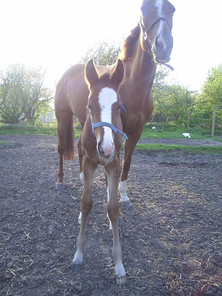 Dansk Varmblod Bailey Dé Light billede 20