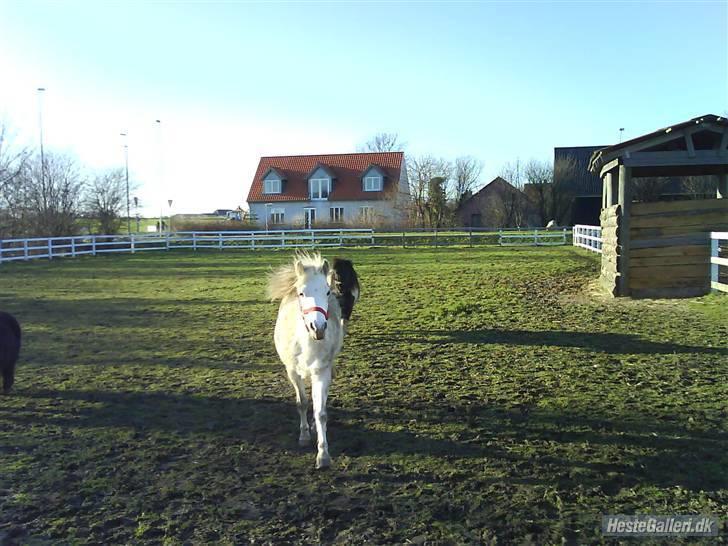 Anden særlig race tommelise aflivet d 25.8. - tommelise på fold billede 3