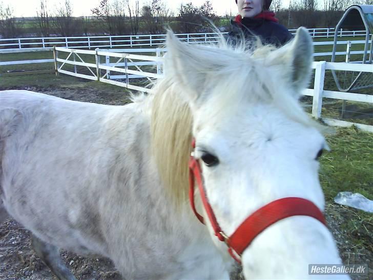 Anden særlig race tommelise aflivet d 25.8. - heh tossede lille pony. billede 5