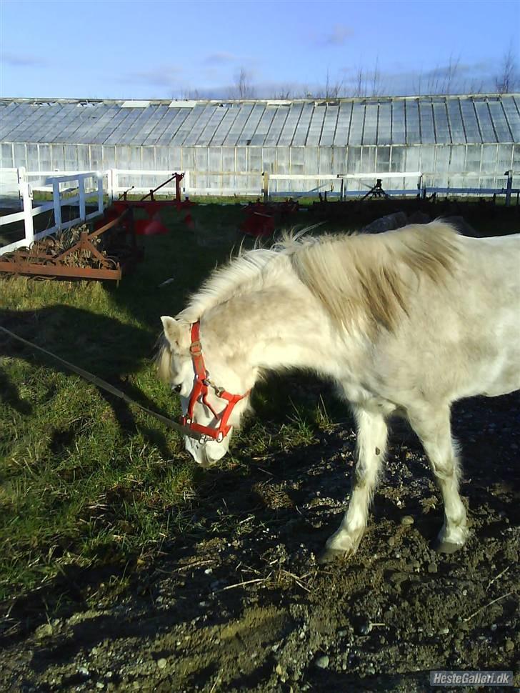 Anden særlig race tommelise aflivet d 25.8. - lækre pony billede 7