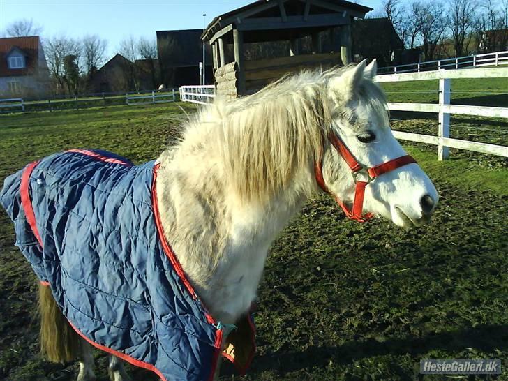 Anden særlig race tommelise aflivet d 25.8. - jeg er ved at ligge dækken på hende. billede 9