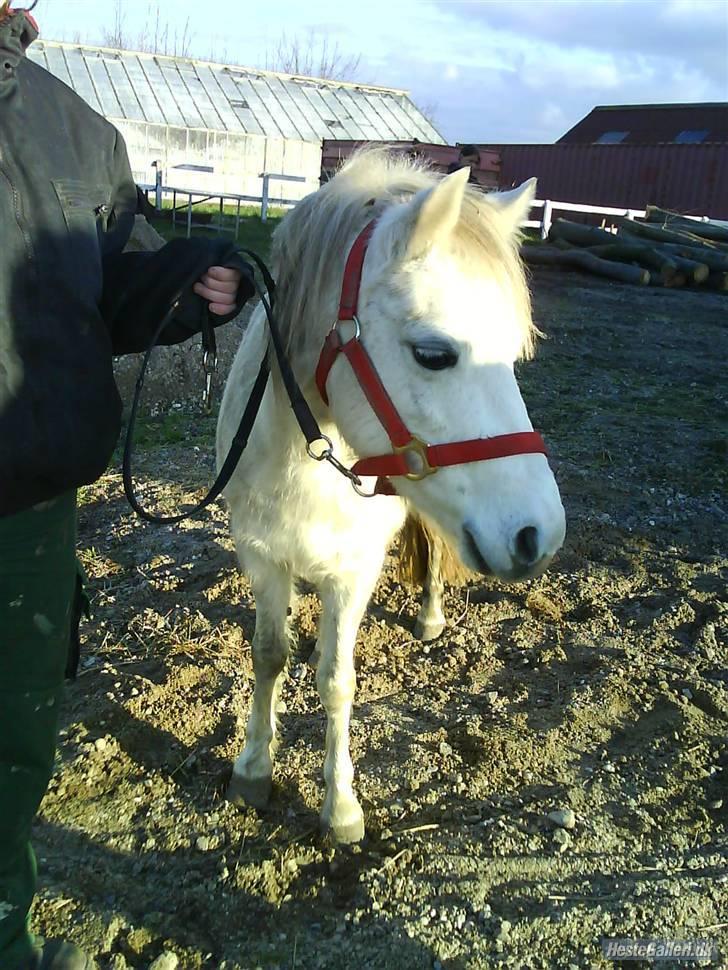 Anden særlig race tommelise aflivet d 25.8. - hvor er hun sød.. billede 11