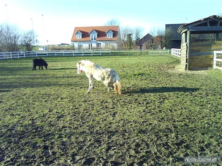 Anden særlig race tommelise aflivet d 25.8. - folden. billede 13