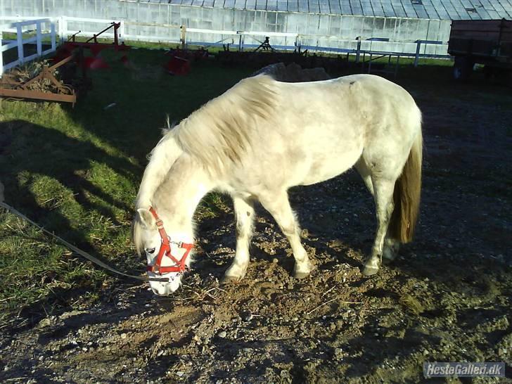 Anden særlig race tommelise aflivet d 25.8. - der er græs her mor. billede 17