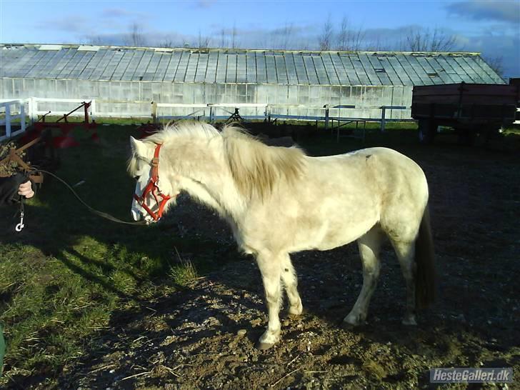 Anden særlig race tommelise aflivet d 25.8. - opstilling. billede 20