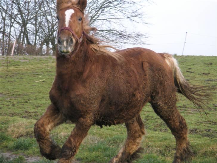 Jyde bakkelys anton billede 1