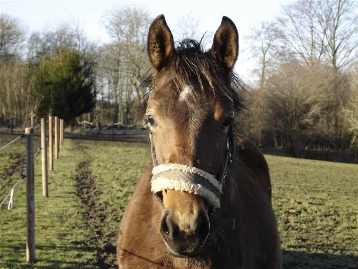 Pinto Sweet Monique -solgt billede 2