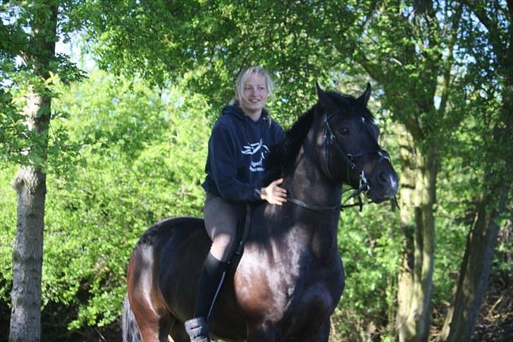 Welsh Partbred (Sec F) Viktor - Solgt :'( - Elsker det her billede! Han udstråler virkelig charme! billede 2