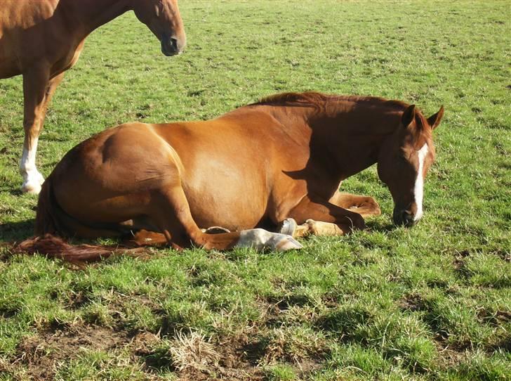 Dansk Varmblod Casandro billede 17