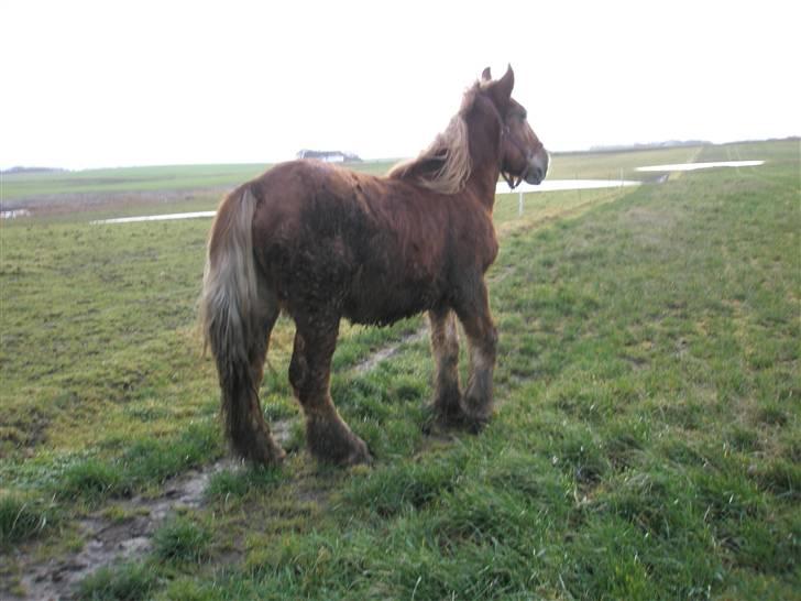 Jyde bakkelys anton billede 11