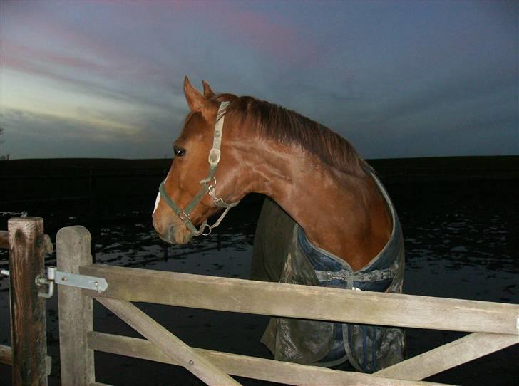 Dansk Varmblod Casandro billede 18