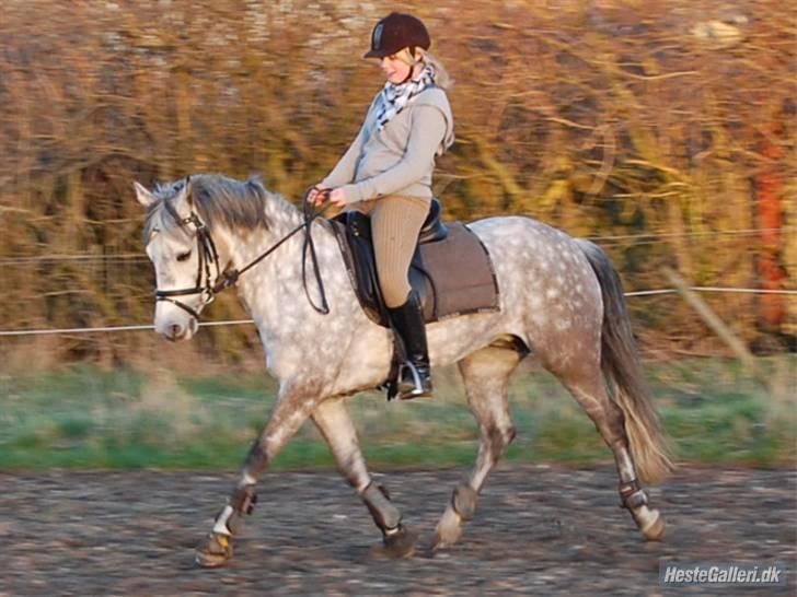 New Forest Odbjergs Isabell Udlånt - Dressur billede 15