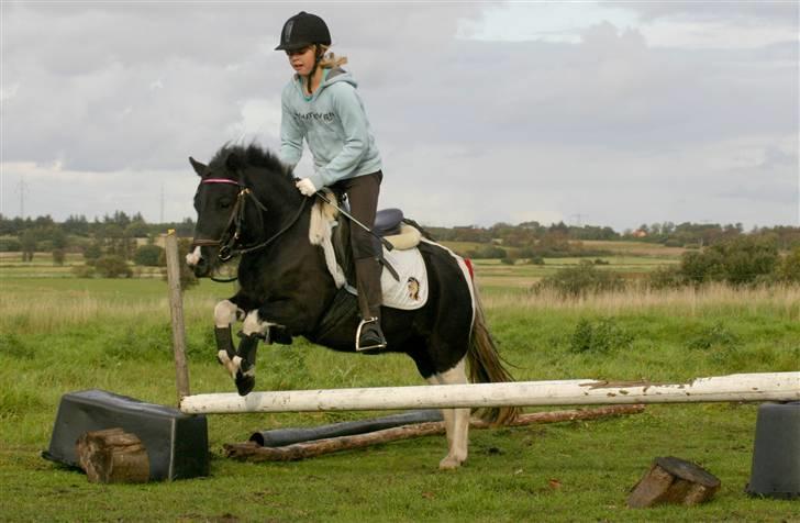 Shetlænder | Musse  - Den skønne lille Shetlænder Musse, NU MED RYTTER (; 29/9 2008  billede 1