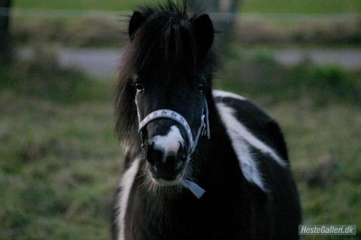 Shetlænder | Musse  - Lille Musse :)  billede 2