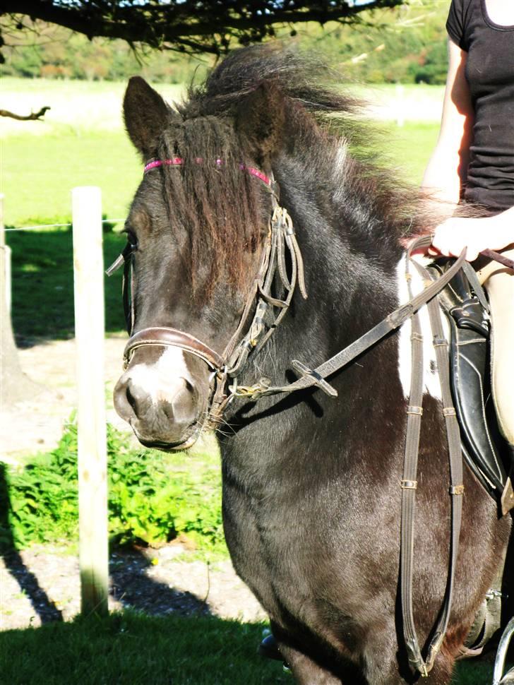 Shetlænder | Musse  - Lille fine Musse :p <3 billede 3