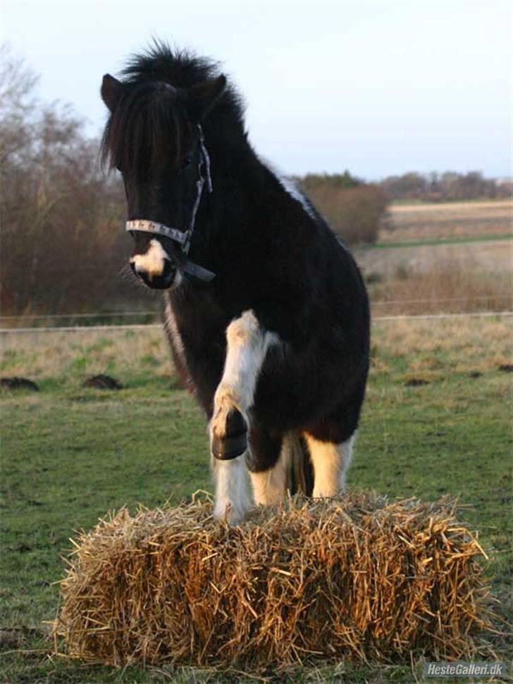 Shetlænder | Musse  - Løfter jeg benet løfter Musse benet :D  billede 4