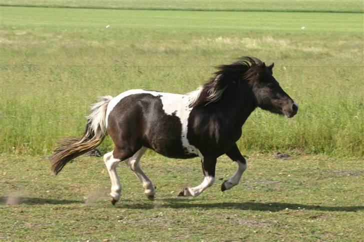 Shetlænder | Musse  - Musse i fuld fart på marken q; Foto: Marianne . billede 6