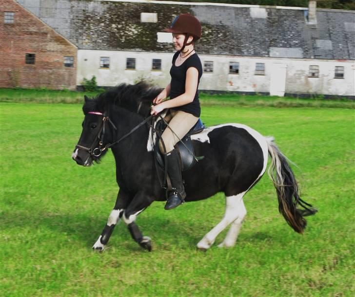 Shetlænder | Musse  - PoseLeon og Musse i en galop :p billede 8