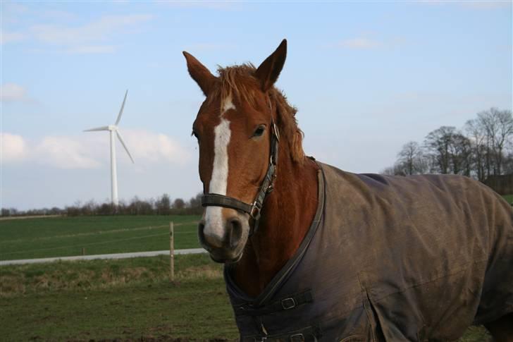 Frederiksborg Fraxinus - NYT Fra idag d 10 Marts 08! billede 19