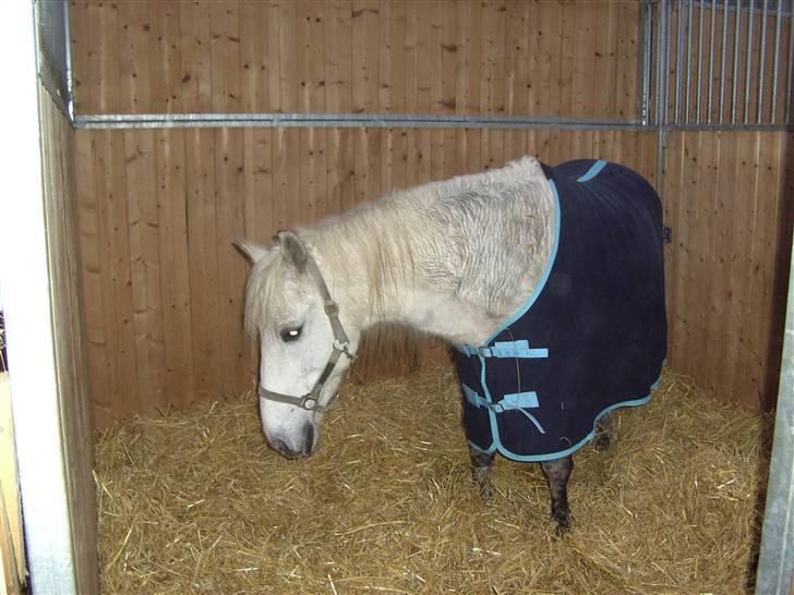 Anden særlig race Charlie- gammel part - her er den smukke charlie billede 2