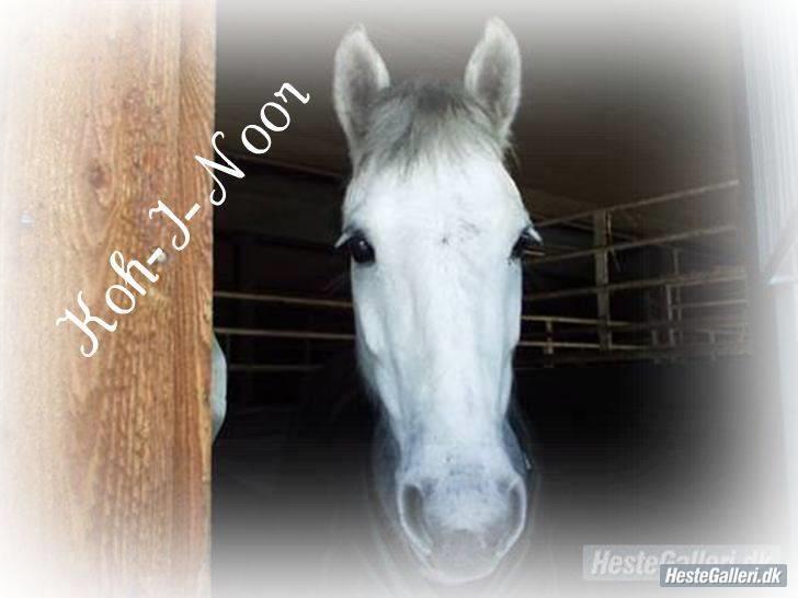 Anden særlig race Koh-I-Noor R.I.P - kohi<3 billede 1